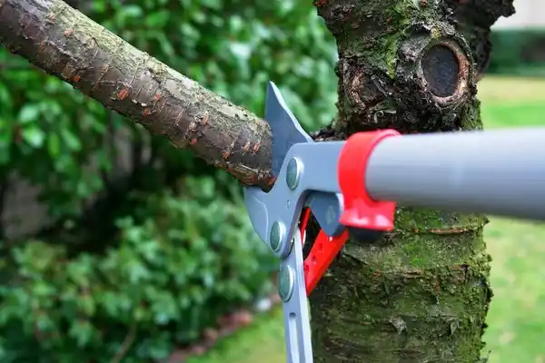 tree services India Hook